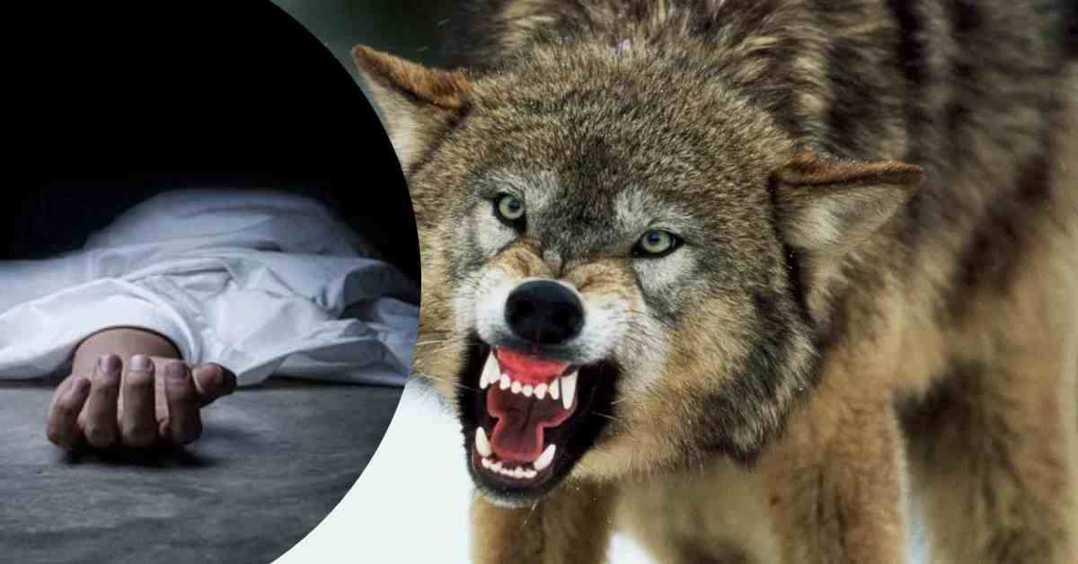 बहराइच में आदमखोर का आतंक : भेड़िए के हमले से दो लोगों की मौत, डर के साए में जीने को मजबूर ग्रामीण