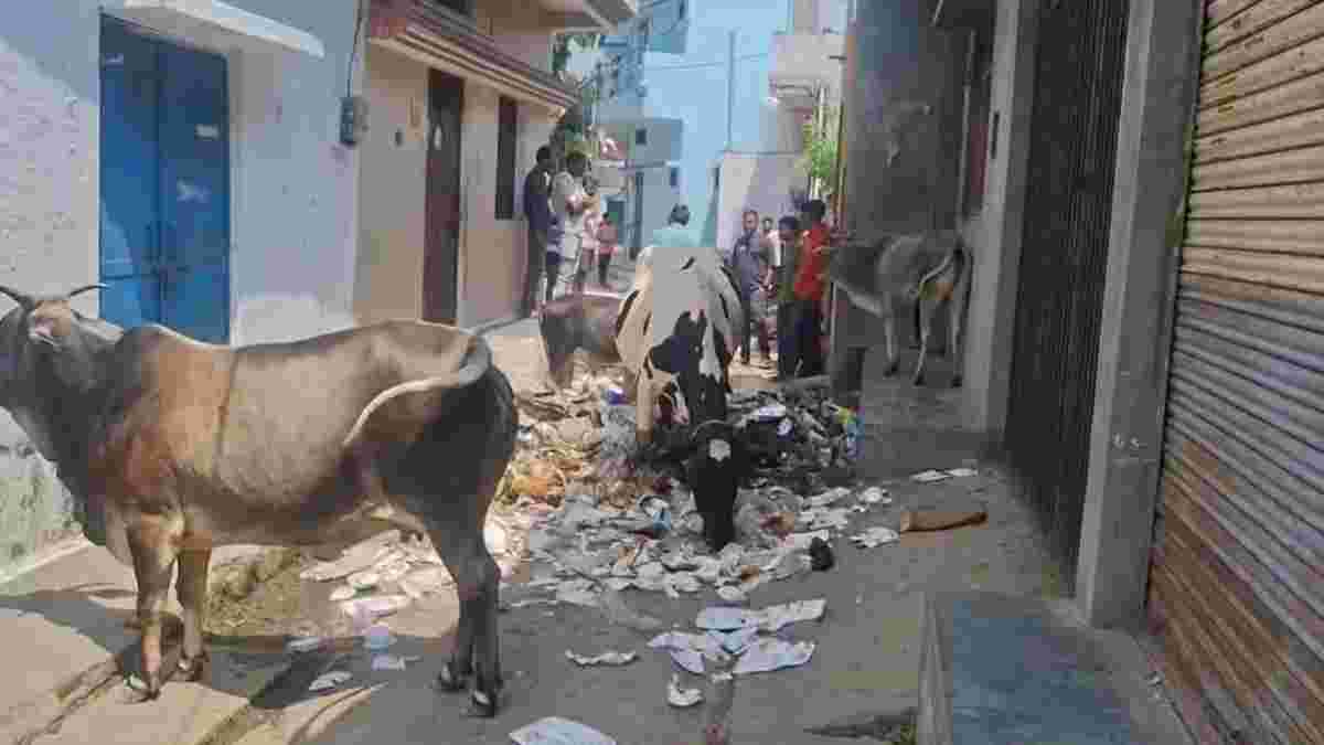 और करो सीएम हेल्पलाइन में शिकायतः नगर पालिका की कचरा गाड़ी में घर के सामने फेंक दी पूरे शहर की गंदगी
