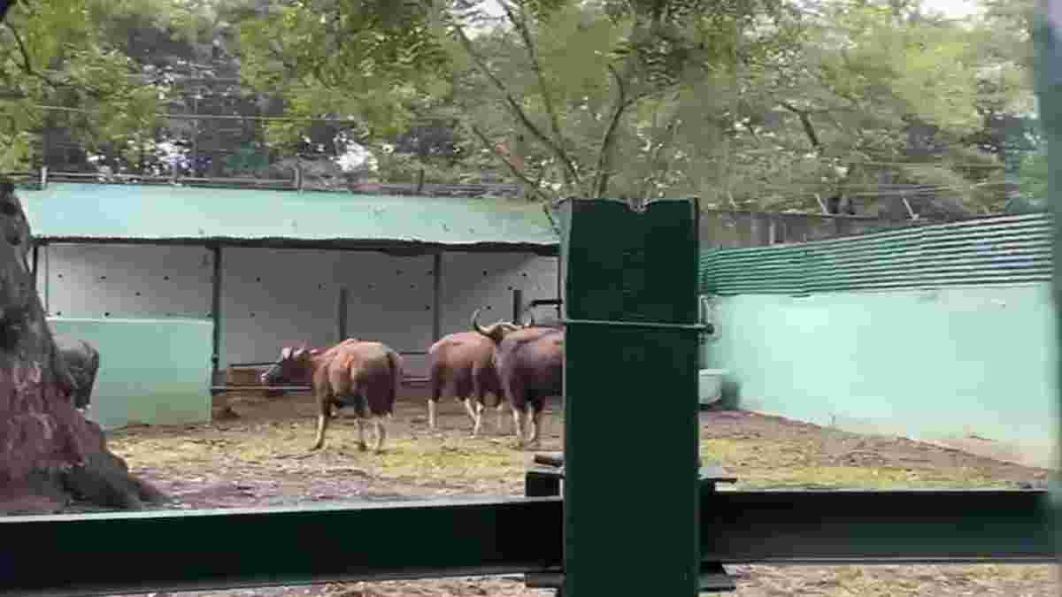 इंदौर प्राणी संग्रहालय को शिमोगा जू से मिला तोहफाः मिले 8 नए एग्जॉटिक एनिमल, जल्द मिलेगा जिराफ और एक्वेरियम