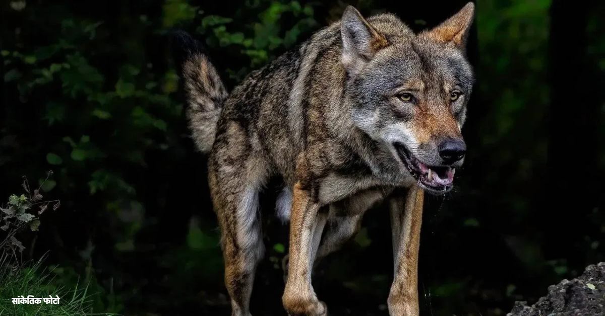मारा गया आदमखोर भेड़िया : बहराइच में वन विभाग घेरकर किया अटैक, पोस्टमार्टम के लिए भेजा गया शव, 4 लोगों को मार चुका था खूंखार