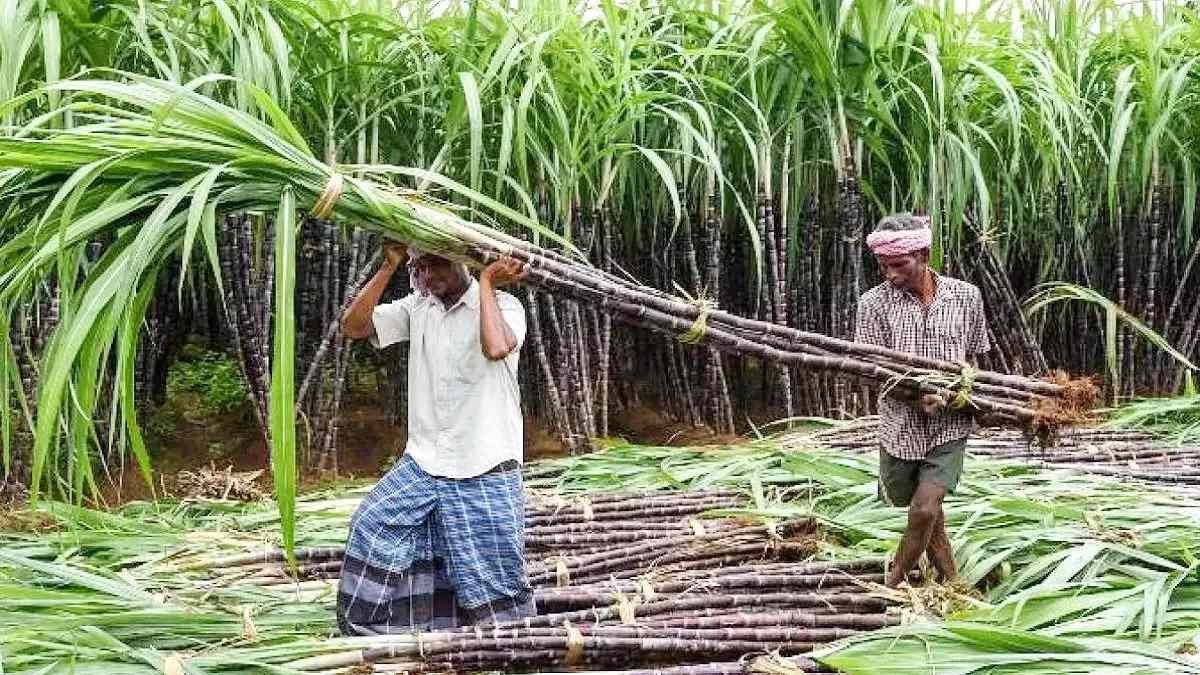 गन्ना किसानों के लिए ऐतिहासिक फैसला: भोरमदेव शक्कर कारखाना अब गैर-अंशधारी किसानों को भी देगा सदस्यता