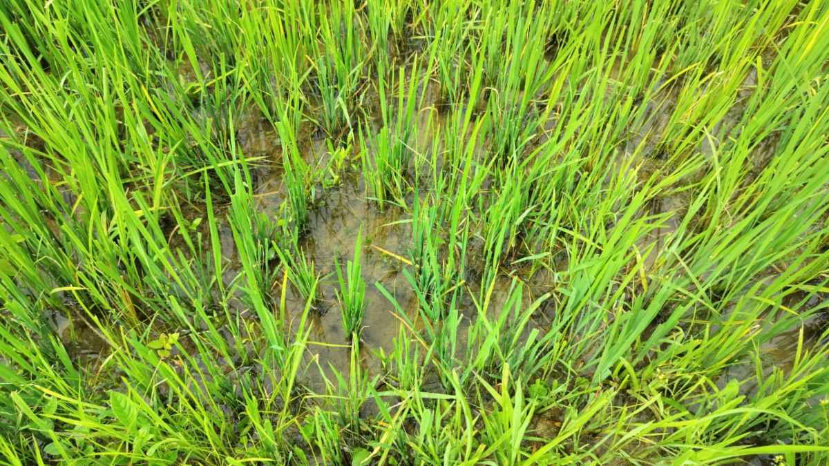 फसलों को नुकसान पहुंचा रहे मवेशी : चारागाह की जमीनों पर अवैध कब्जा इसलिए किसानों की बढ़ी परेशानी, प्रशासन से मांगी मदद