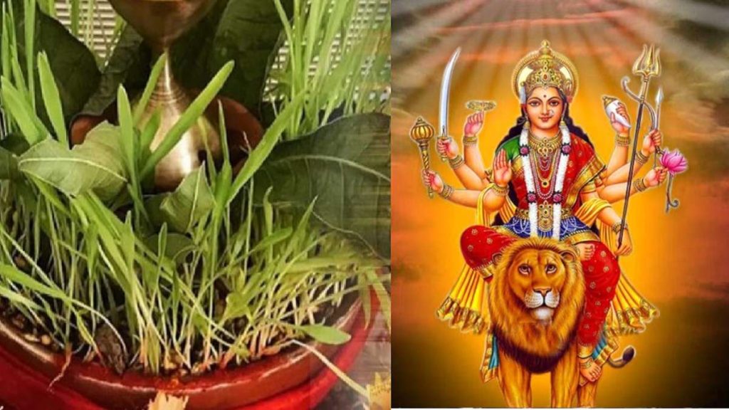 Jaware are Sown on Navratri First Day
