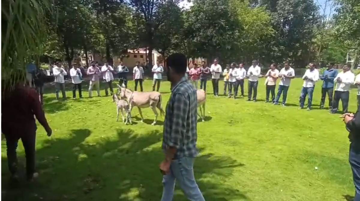 नरसिंहपुर में किसानों का अनोखा प्रदर्शन: कलेक्टर परिसर में गधों से की प्रार्थना, कहा- प्रशासन तो नहीं सुन रहा…