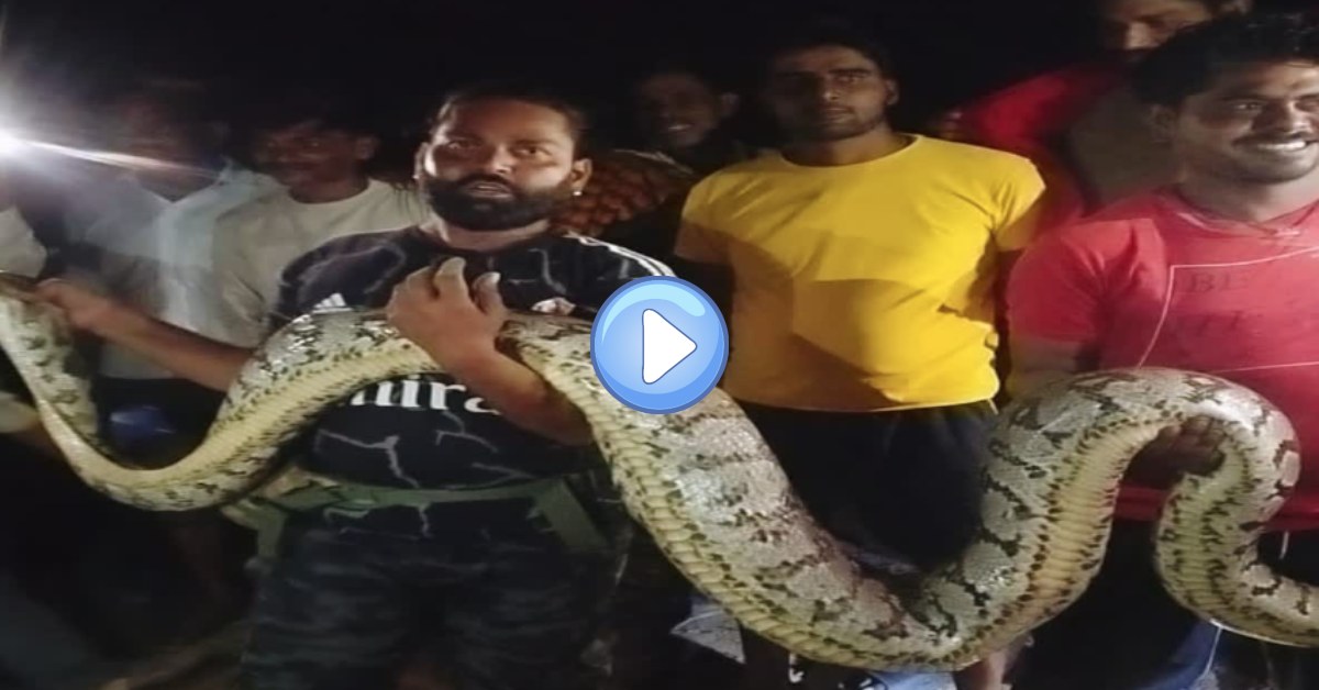 अजगर ने बकरी को निगला: रात में डिनर कर खेत में आराम कर रहा था विशालकाय सांप, नजारा देख फटी रह गई आंखें