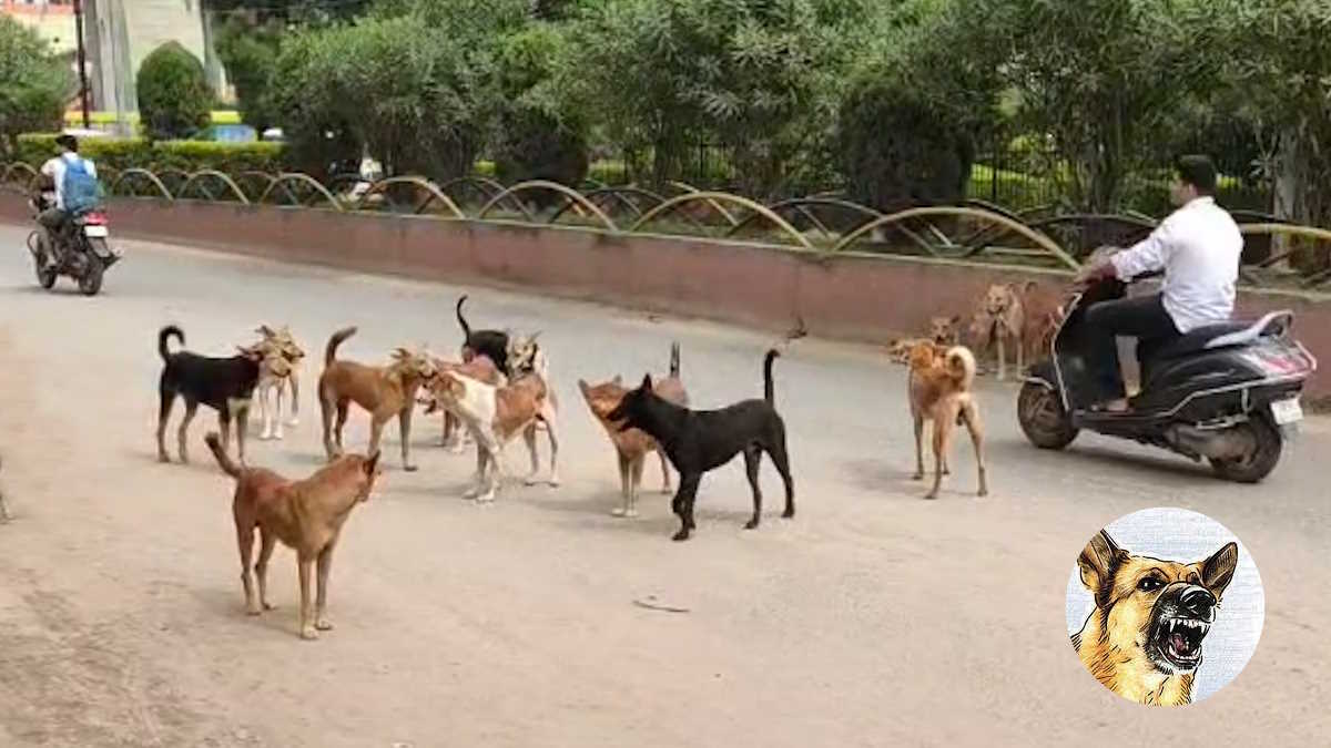 वर्ल्ड रेबीज डे : रेबीज हुआ तो मौत पक्की, लेकिन टीका लगाने पर बच सकती है जान…
