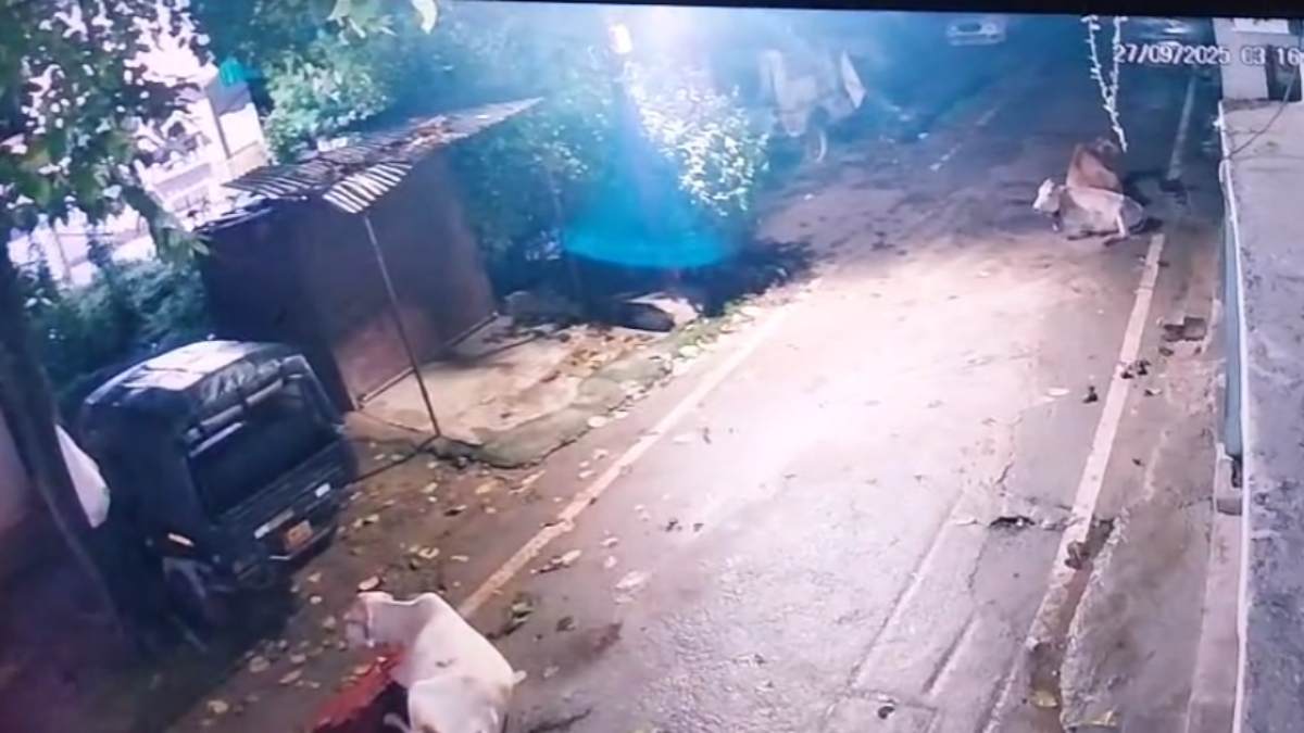 Rewa Crime: मोहल्ले में गाय का कटा सिर मिलने से सनसनी, स्थानीय लोगों में आक्रोश