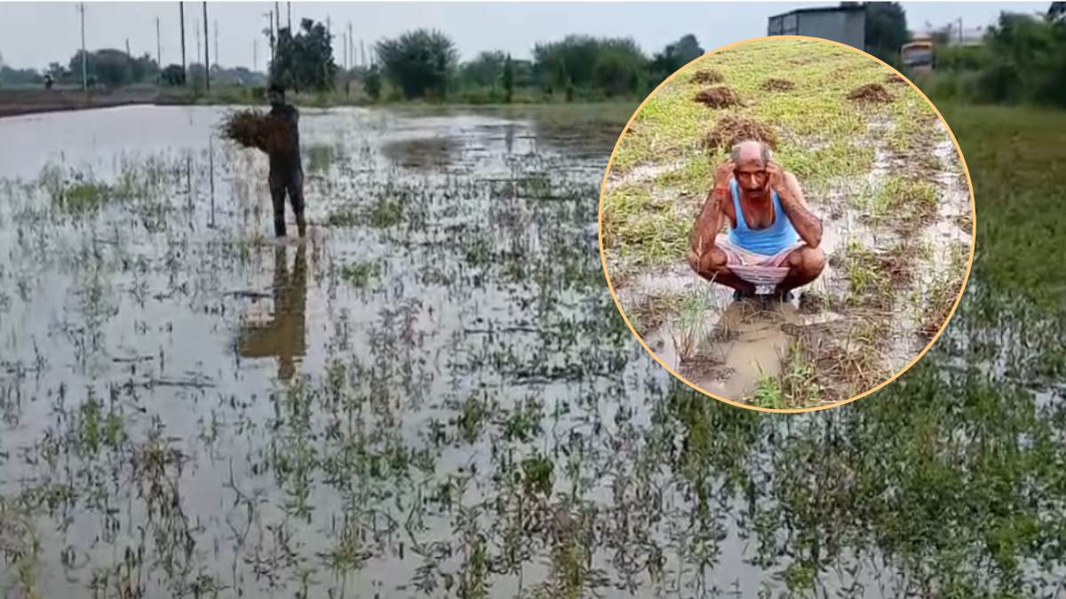 खेत बना तालाब: सोयाबीन की फसल बर्बाद होने से किसान बेहाल, एक दर्जन से ज्यादा अन्नदाताओं ने की सीएम हेल्पलाइन में शिकायत