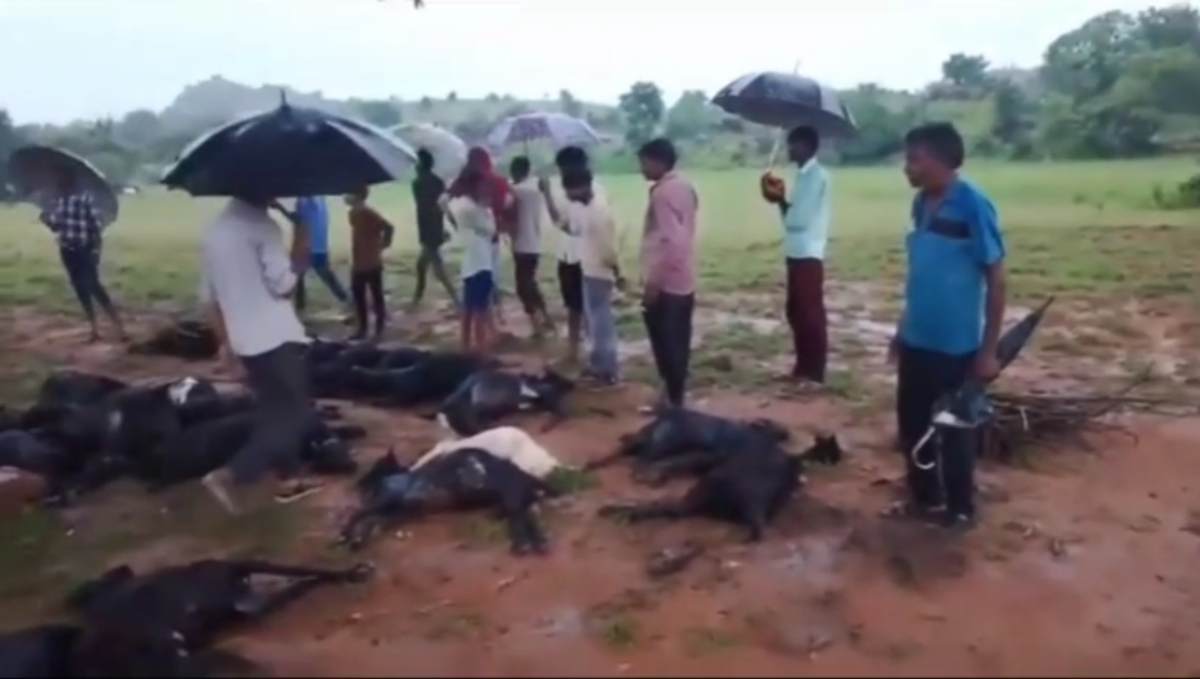 Tikamgarh News: आकाशी बिजली की चपेट में आने से 12 साल के युवक समेत 36 बकरियों की मौत, युवती अस्पताल में भर्ती
