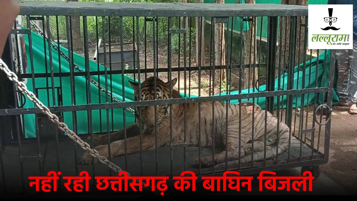 नहीं रही छत्तीसगढ़ की बाघिन बिजली, बेहतर इलाज के लिए भेजा गया था गुजरात 