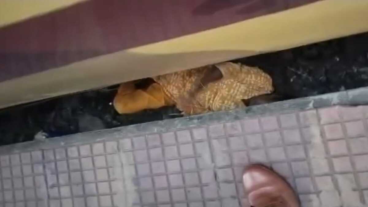 चलती ट्रेन में चढ़ने के दौरान हादसा, प्लेटफॉर्म पर गिरी महिला, आरपीएफ जवानों की सूझबूझ से बची जान