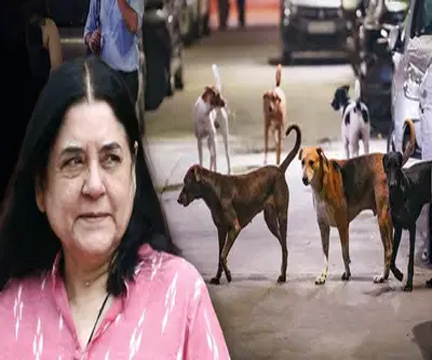 दिल्ली के JLN स्टेडियम में विदेशी कोचों पर हुए डॉग अटैक का दोषी कौन? मेनका गांधी ने कहा- MCD जिम्मेदार हैं इन्हें जेल होनी चाहिए