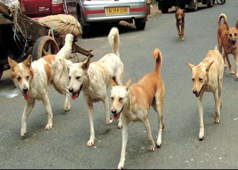 आवारा कुत्ते विदेश में भी करवा रहे भारत को बदनाम… दिल्ली में 2 विदेशी कोच समेत 6 लोगों को कुत्तों ने काटा
