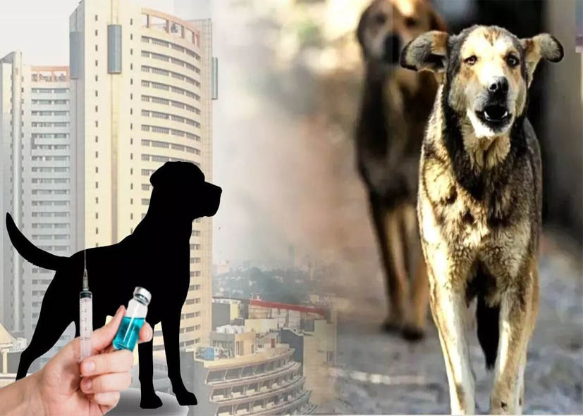 MCD कुत्तों की नसबंदी में NGOs की बढ़ाएगी जवाबदेही , डिजिटल निगरानी और तगड़ा जुर्माना प्रस्तावित