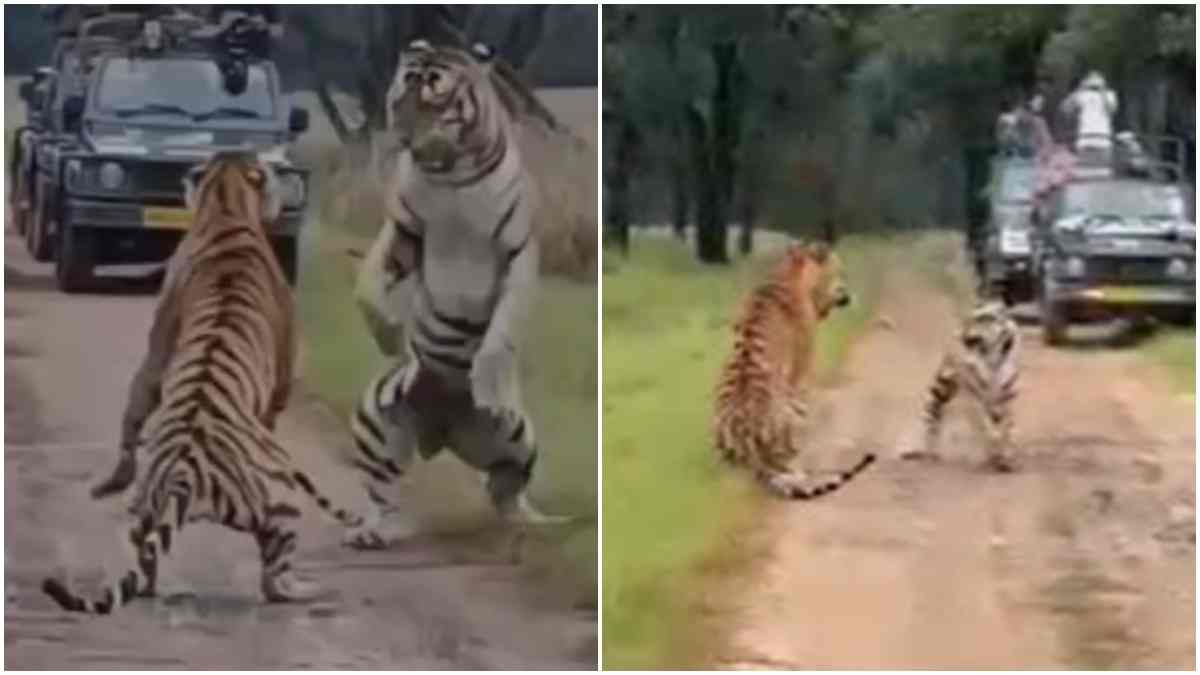 कान्हा के जंगल में बाघ का अनोखा अंदाज, बाघिन को रिझाने का Video वायरल, रोमांच से भर उठे पर्यटक 