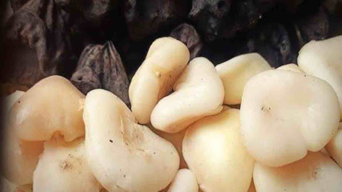 स्वादिष्ट होने के साथ स्वास्थ्य के बेहद फायदेमंद होता है सिंघाड़ा, जानिए इसके सेवन से मिलने वाले सभी लाभ…