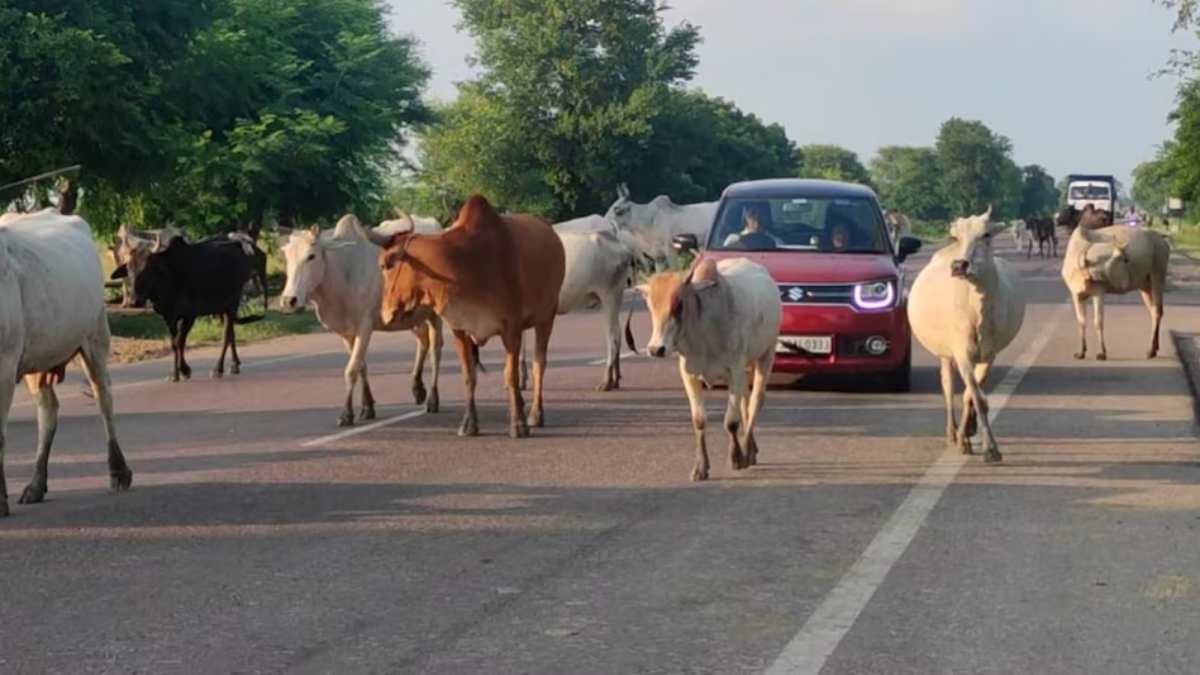 सड़क पर ‘मौत का खतरा’: पंजाब में आवारा पशुओं से सड़क हादसे 35% बढ़े, राजवीर जवंदा की मौत ने खोले प्रशासनिक लापरवाही के पर्दे…
