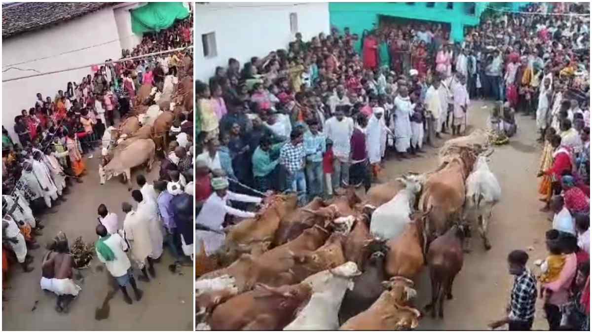 गोवर्धन पूजा की अनोखी परंपरा: देव सवार ‘सिरहा’ को कुचलते हुए निकलते हैं गांव भर के गौवंश, लेकिन नहीं लगती एक भी खरोच…