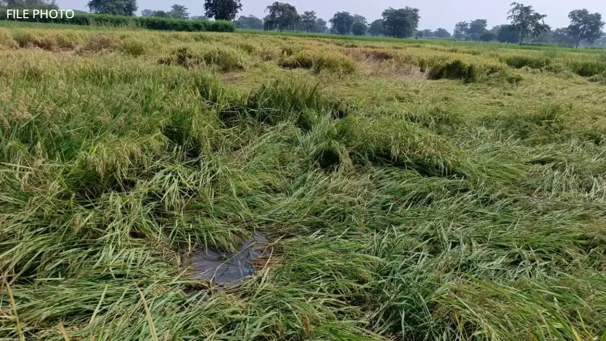 CG News : मोंथा चक्रवात से दिनभर हुई बूंदा-बांदी, धान कटाई पर लगा ब्रेक