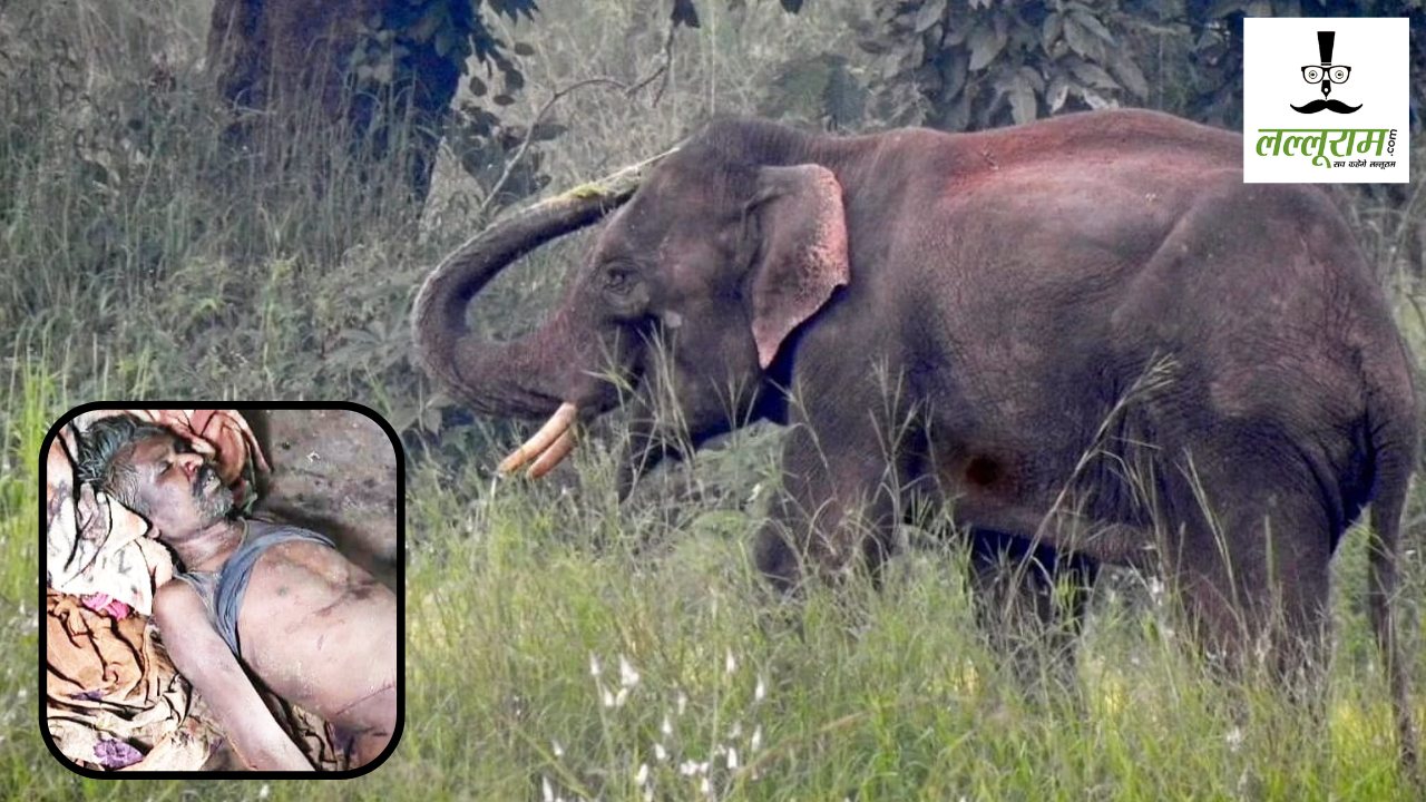 CG News : बीमार हाथी हुआ आक्रामक, ग्रामीण की ली जान