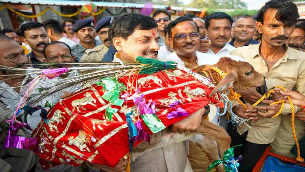 मुख्यमंत्री डॉ. मोहन यादव ने उज्जैन में किया गोवर्धन पूजन, गाय के बछड़े को गोद में लेकर दुलारा