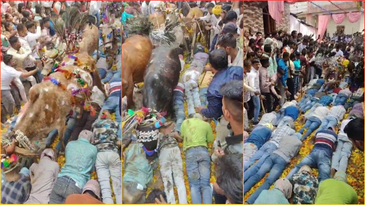 मन्नत पूरी होने के बाद जमीन पर लेट गए लोग, ऊपर से गुजर गई सैंकड़ों गाय, जानें क्या है यह परंपरा?