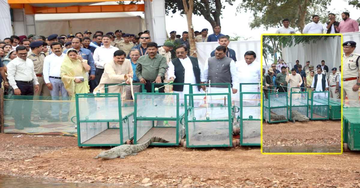 सीएम डॉ. मोहन यादव ने एक और संकल्प किया पूरा, नर्मदा में छोड़े मगरमच्छ, जानें क्या होगा फायदा ?