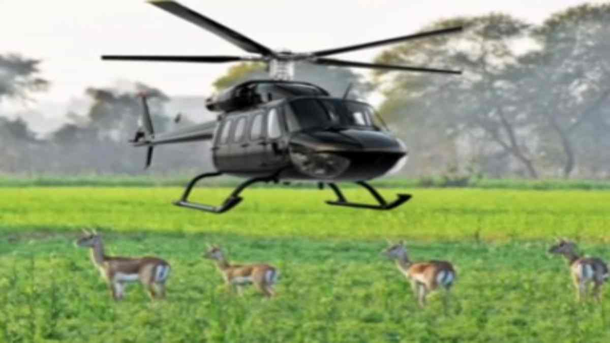 हेलीकॉप्टर से हांक कर पकड़े जाएंगे काले हिरण व नीलगाय: MP आएगी अफ़्रीकी विशेषज्ञों की टीम, 15 अक्टूबर से अभियान की शुरुआत