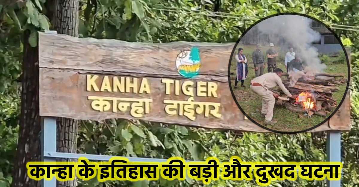 कान्हा नेशनल पार्क में 3 बाघों की मौत: मरने वालों में 2 शावक और 1 व्यस्क टाइगर, आपसी संघर्ष में गई जान