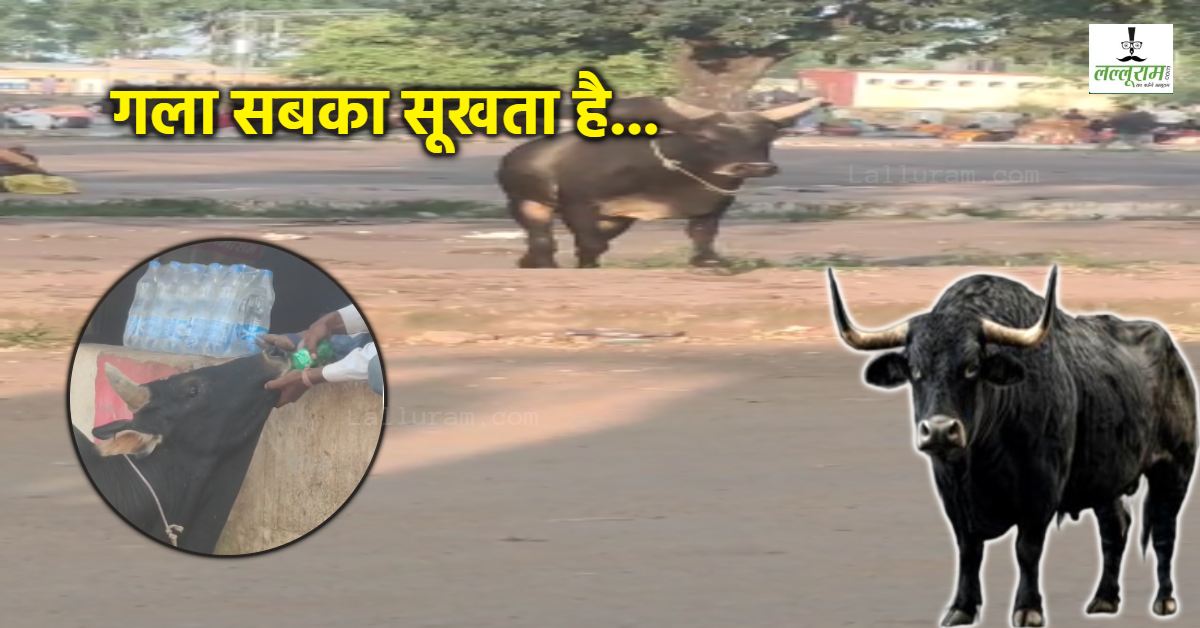 दावा है पहले कभी नहीं देखा होगा ऐसा..! बडे़ चाव के साथ कोल्ड्रिंक पीता दिखा बैल, VIDEO देख रह जाएंगे हैरान