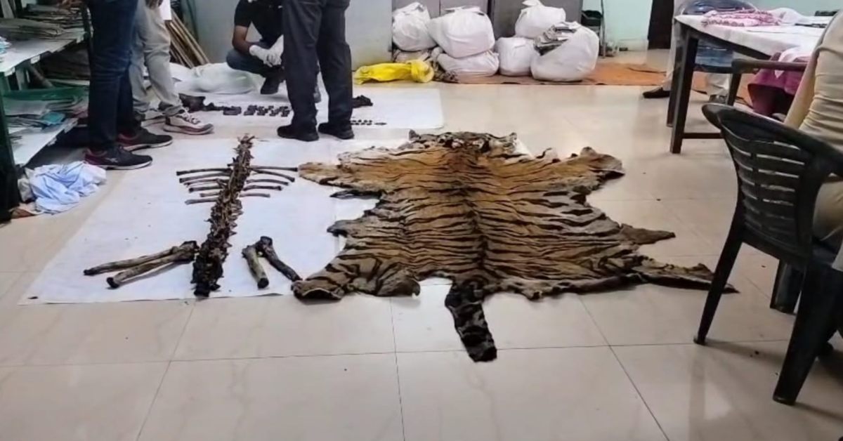 मंडला में बाघ का शिकार: अब तक 9 आरोपी गिरफ्तार, हड्डियां, हथियार और बिजली का तार बरामद