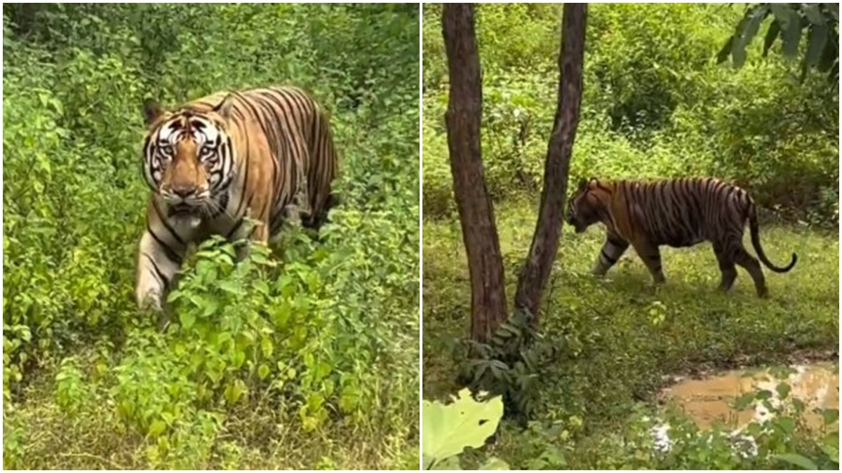 Panna Tiger Reserve: गेट खुलते ही पर्यटकों को बाघ का दीदार, नॉन-टूरिज्म क्षेत्र में दिखा ‘कन्हैया’ 