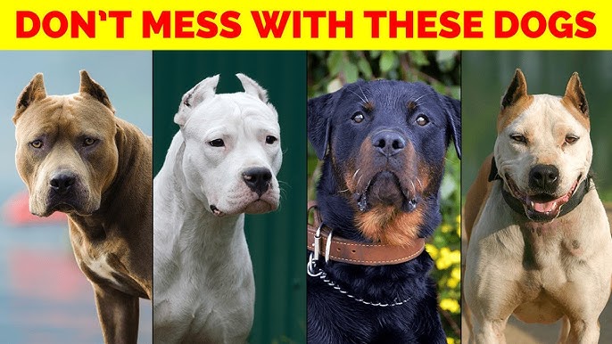 Punjab Dog News : इन कुत्तों को सार्वजनिक स्थानों पर घुमाना बैन 