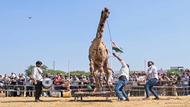 Rajasthan News: पुष्कर मेला कल से; पहली बार कैमल-हॉर्स शो, नहीं होंगे VIP पास, जानें पूरा शेड्यूल