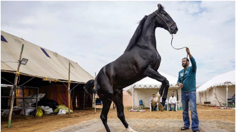 Pushkar Mela 2025 का आगाज आज: ध्वजारोहण से होगी शुरुआत, ऊंट-घोड़े करेंगे नृत्य