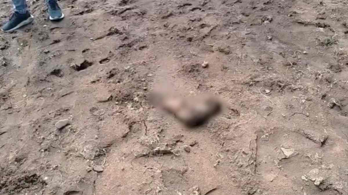 नदी किनारे इंसान का कटा हाथ मिलने से सनसनी: बॉडी के अन्य पार्ट की तलाश शुरू, पुलिस-फॉरेंसिक टीमें जांच में जुटी
