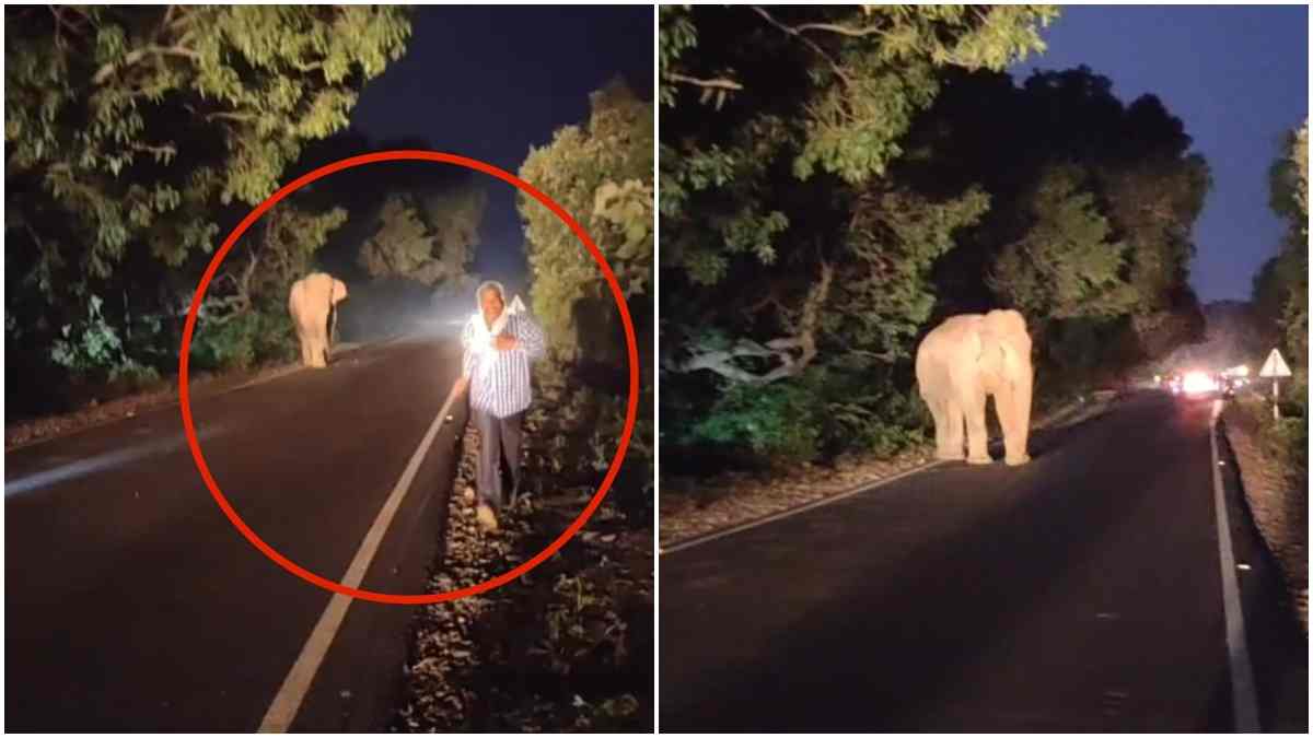 जब ट्रैफिक इंचार्ज बना हाथी… हाईवे पर लोगों की थमी सांसें, खतरे का बना सफर, बीच सड़क हाथी का Video वायरल