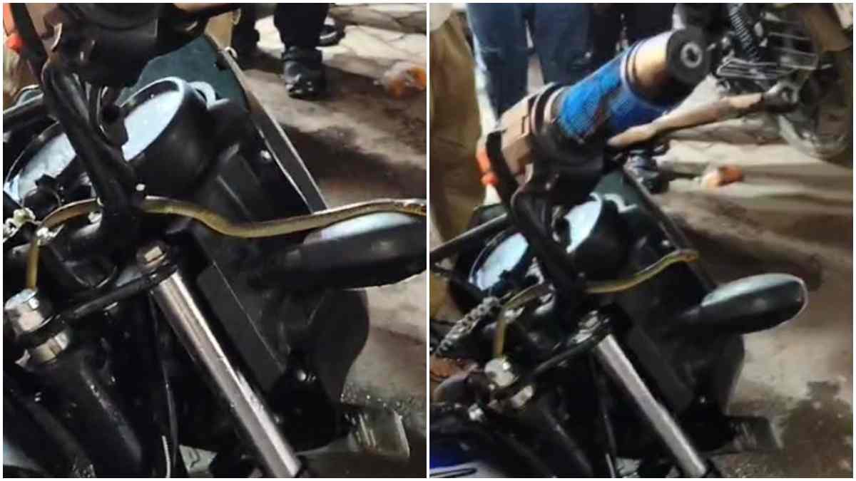चलती बाइक पर निकला सांप: शख्स के उड़े होश, कूदकर बचाई जान, Video वायरल 