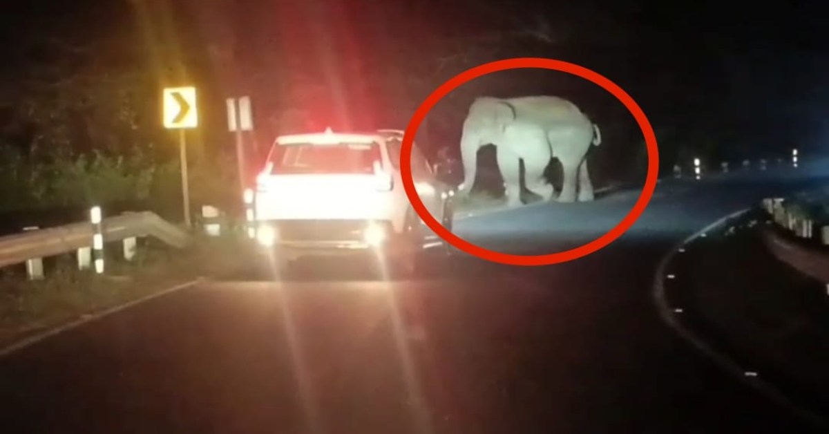 शहडोल-रीवा मार्ग पर हाथियों ने डाला डेरा: बाइक-कार छोड़कर भागे लोग, VIDEO आया सामने