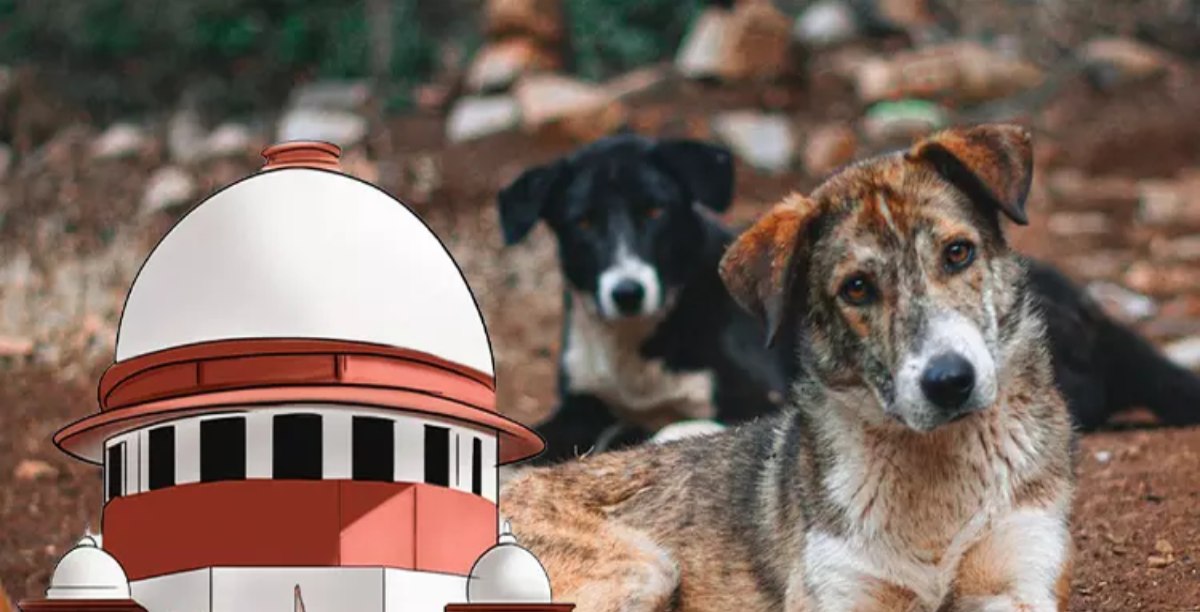 ‘हमारे आदेश का सम्मान नहीं, उन्हें आने दीजिए, हम निपटेंगे…,’ आवारा कुत्तों पर SC ने सभी राज्य सरकारों से फिर मांगा जवाब, कहा- सभी राज्यों के मुख्य सचिव सो रहे