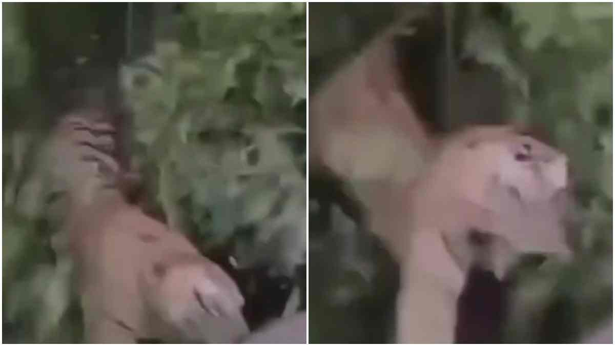 बांधवगढ़ टाइगर रिजर्व में बाघ ने किया हाथी पर अटैक, जंगल ट्रैकिंग का वीडियो वायरल 