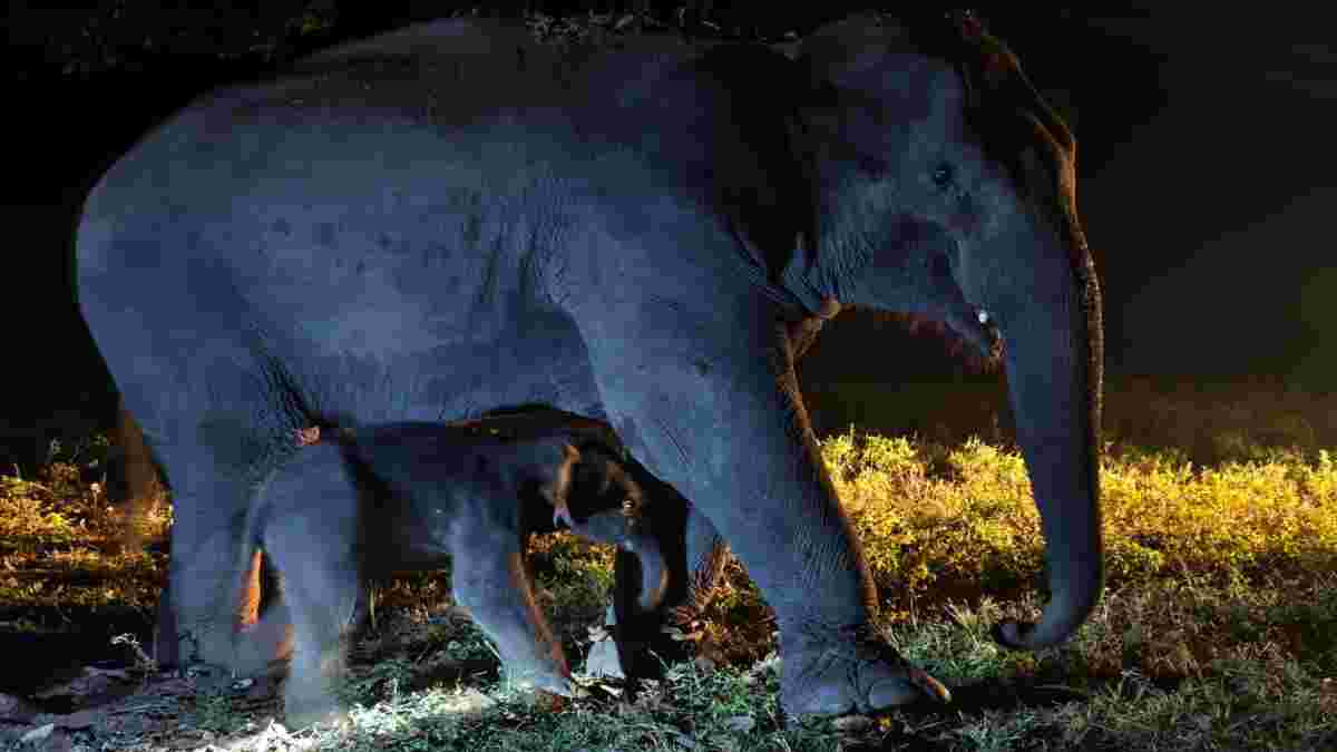 Bandhavgarh Tiger Reserve: हाथी का परिवार बढ़ा, बांधवी हथिनी ने नर baby elephants को दिया जन्म