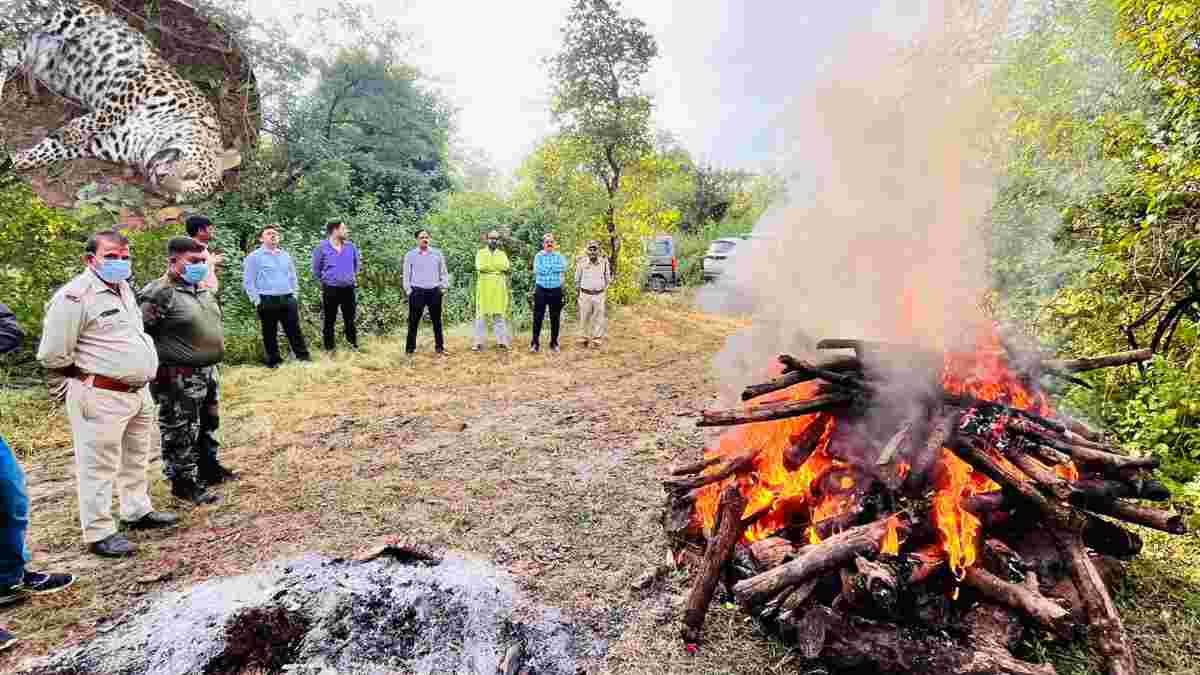 गोयनका इस्पात कंपनी में मिले तेंदुए का हुआ था शिकार: अब आया सियासी टकराव, PM में खुलासा, तस्करी की आशंका, पीएम के बाद वन विभाग ने किया अंतिम संस्कार