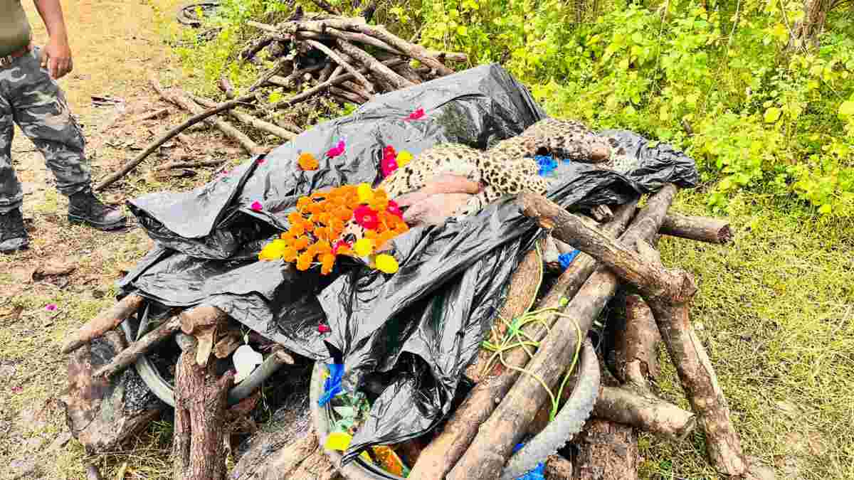 गोयनका इस्पात कंपनी में मिले तेंदुए का शिकार मामला: कांग्रेस ने उठाई सीबीआई जांच की मांग, कुणाल चौधरी बोले- तेंदुए का शिकार नहीं हत्या हुई