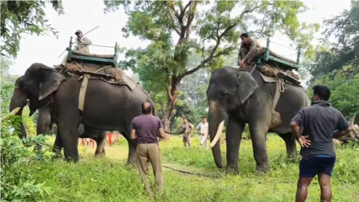 बालाघाट में टाइगर का आतंक: 3 हाथियों की टीम के साथ सर्चिंग कर रहा वन विभाग, मूवमेंट के बाद भी पकड़ से बाहर