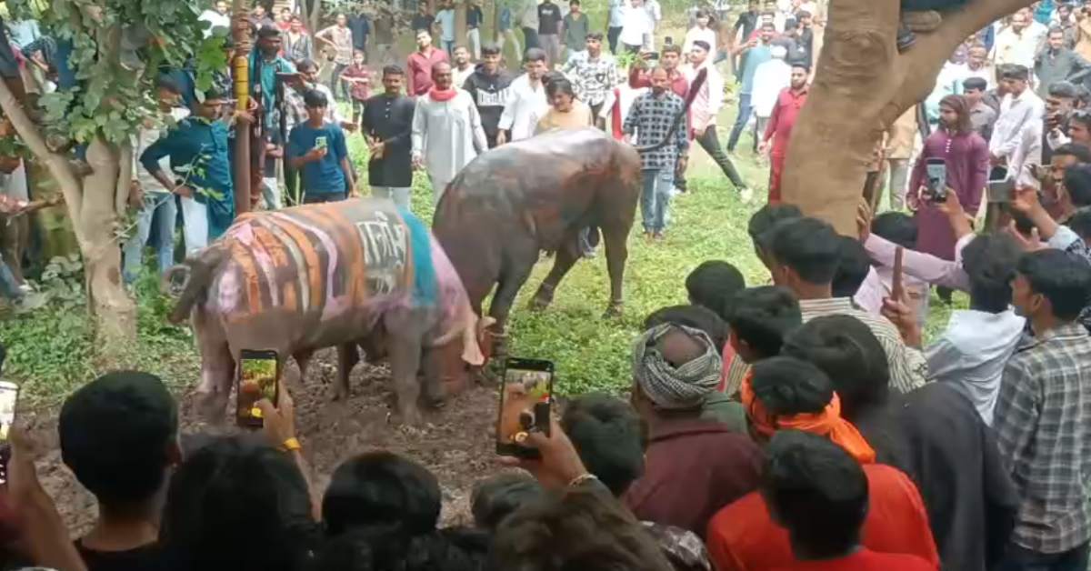 ‘भोला किंग’ vs ‘दोहरा सरदार’: दो पाड़ों की हुई लड़ाई, आधे घंटे तक चला मुकाबला, पेड़ों पर चढ़कर देखते रहे ग्रामीण, आप भी देखें VIDEO