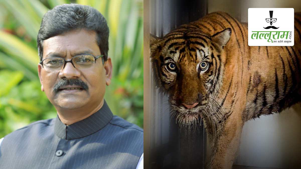 बाघिन ‘बिजली’ की मौत पर सियासत गरमाई: नेता प्रतिपक्ष महंत ने राज्यपाल को पत्र लिखकर की जंगल सफारी के अफसरों पर कार्रवाई की मांग, कहा- BJP सरकार में वन विभाग पूरी तरह विफल