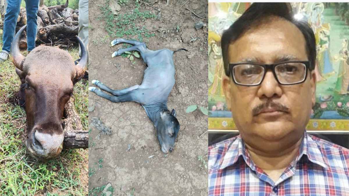 शिकारियों ने गर्भवती बायसन को मारकर सिर-पैर काटे, सिंघवी ने कहा – चेतावनी के बावजूद वन विभाग सोता रहा, अतिरिक्त मुख्य सचिव को लिखा पत्र