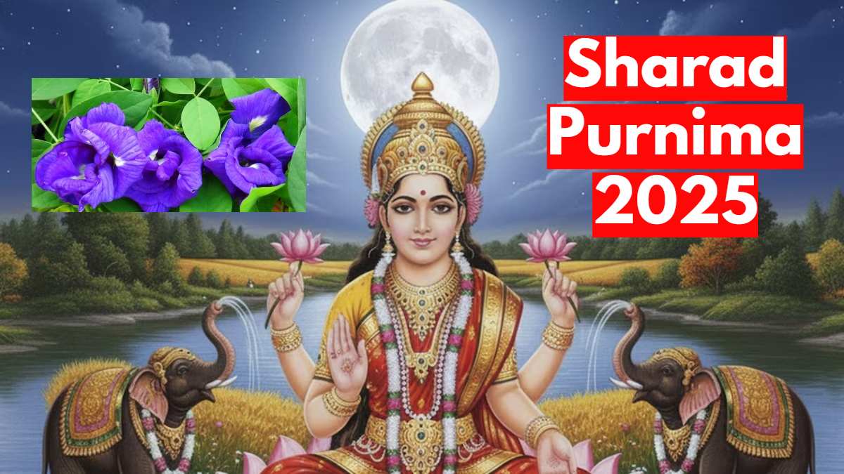 Sharad Purnima 2025 : शरद पूर्णिमा की पूजा में जरूर शामिल करें अपराजिता का फूल, नहीं होगी धन की कमी …