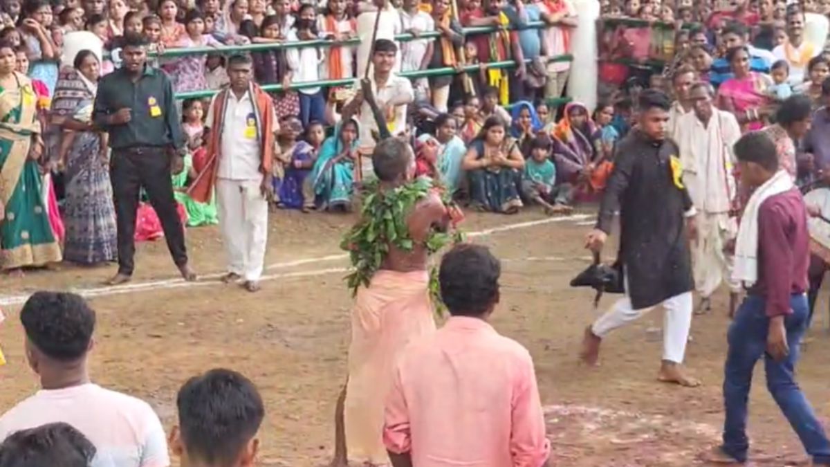 कर्मागढ़ के मानकेश्वरी मंदिर में आज भी जारी है बलि प्रथा, बकरों की बलि के बाद बैगा पिता है खून, सदियों से चली आ रही है परंपरा